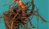 Supplements for Menopause: Natural Aid for Your Well-being