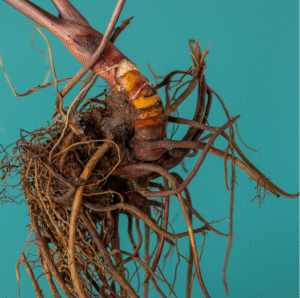Supplements for Menopause: Natural Aid for Your Well-being