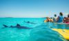 Whale Shark Best Times and Tips for Swimming in Belize