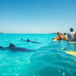 Whale Shark Best Times and Tips for Swimming in Belize
