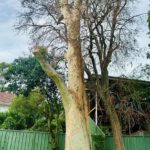 Spotted Gum Tree Struck by Lightning in Adamstown Heights