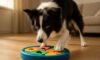 Border Collie Mental Stimulation Tips for Engaged Pets