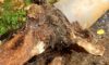 Tree Roots in Drains: Addressing Wollongong’s Persistent Problem